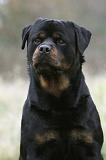 ROTTWEILER 407